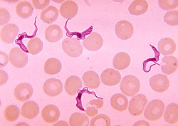Representación conceptual de la parasitología