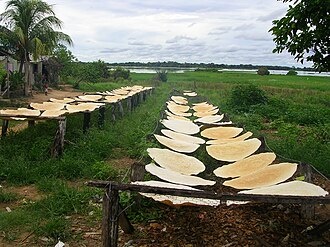 Proceso tradicional de secado de tortas de casabe al sol