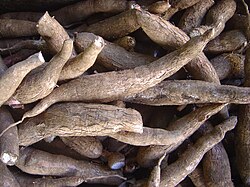 Raíces cosechadas de yuca con su corteza característica