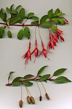 Ramas de Fuchsia magellanica con flores y bayas