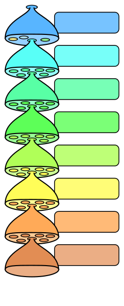 Representación conceptual de la categoría taxonómica de filo en la organización biológica.