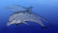 Esqueleto de Kentriodon