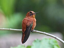 Colibrí de Juan Fernández, críticamente amenazado
