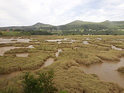 Marismas del Oka en Forua