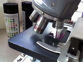 Espécimen histológico teñido colocado entre portaobjetos y cubreobjetos sobre la platina de un microscopio óptico