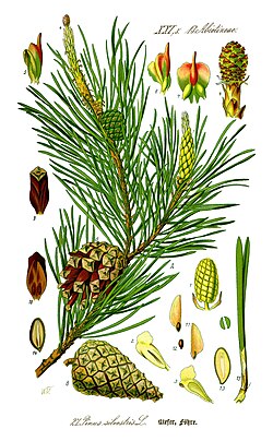 Taxonomía y representación visual del género Pinus