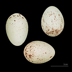 Nidada de huevos de canario silvestre