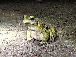 Sapo común (Rhinella arenarum)
