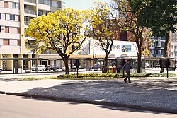 Lapachos amarillos