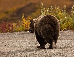 Oso gris