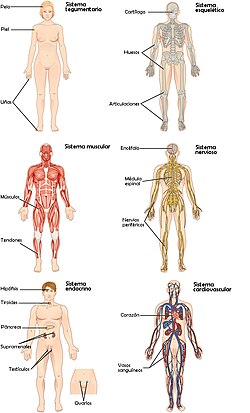 Esquema anatómico que ilustra la disposición general de órganos y sistemas en el cuerpo humano.