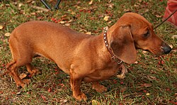 La analogía entre el perro Dachshund y la salchicha dio lugar a la denominación hot dog.