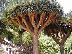 Ejemplar de drago en un paisaje natural insular.