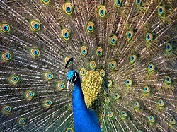 Pavo real macho con su cola desplegada