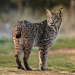 Fotografía de un ejemplar de Lynx pardinus