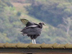 Buitre negro americano hembra en un área protegida de Bolivia
