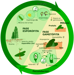 Diagrama de meiosis espórica