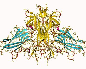 Representación molecular del dímero de NGF beta unido a dos receptores TrkA humanos