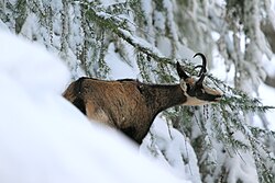 Un rebeco alimentándose en su hábitat natural en los Alpes