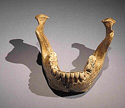 Esquema taxonómico de la especie Homo heidelbergensis