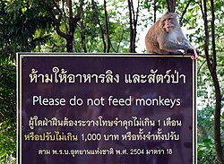 Cartel de advertencia sobre los macacos en Tailandia.