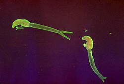 Larva cercaria de Schistosoma bajo el microscopio
