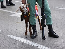 Cabra de la Legión en un desfile