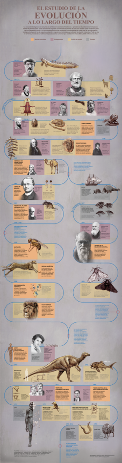 Infografía sobre el pensamiento evolucionista