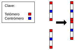 Esquema que muestra la fusión de cromosomas ancestrales en el cromosoma 2 humano