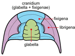 Detalle estructural del céfalon