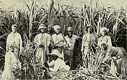 Esclavos negros trabajando en una plantación de caña de azúcar