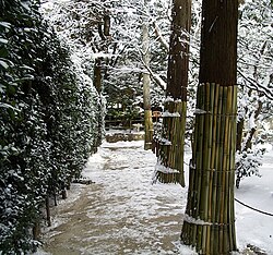 Árboles Sugi en el templo Ginkakuji