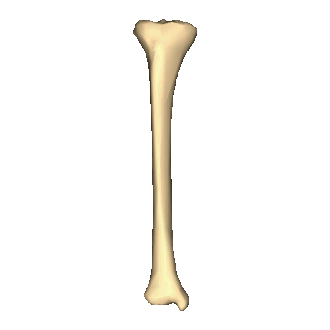Animación de la tibia derecha