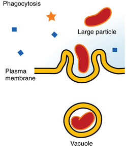 Esquema general que ilustra las fases del proceso de fagocitosis en una célula