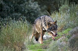 Fotografía de un ejemplar de lobo ibérico en su hábitat natural.