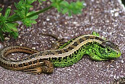 Lacerta agilis, un lagarto diápsido moderno.
