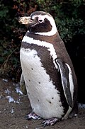 Ejemplar de pingüino de Magallanes en su hábitat natural costero dentro de la región.