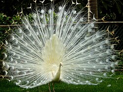 Pavo real blanco