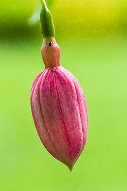 Capullo floral de la variedad de fucsia Origami