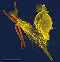 Micrografía electrónica de un neutrófilo fagocitando una bacteria.