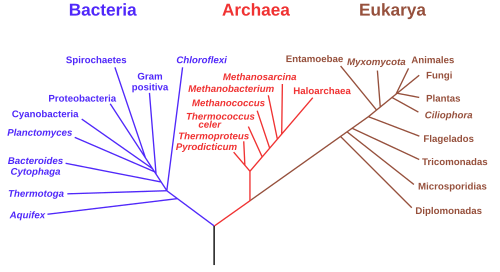 Árbol filogenético enraizado para genes rRNA