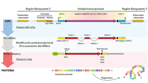Diagrama de la estructura de un gen eucariota típico