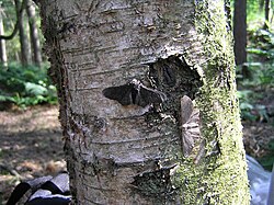 Polillas Biston betularia sobre un tronco