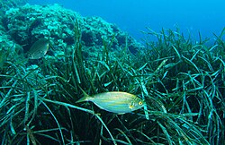 Praderas submarinas de Posidonia en la Costa Blanca