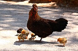 Gallina con sus polluelos