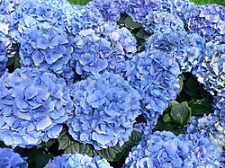 Flores de hortensia en un jardín.
