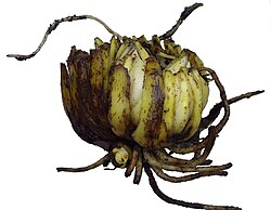 Bulbo escamoso de azucena