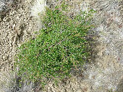 Planta joven de lenga