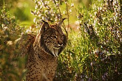 Lince ibérico