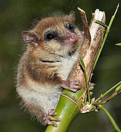 Monito de monte en su entorno natural